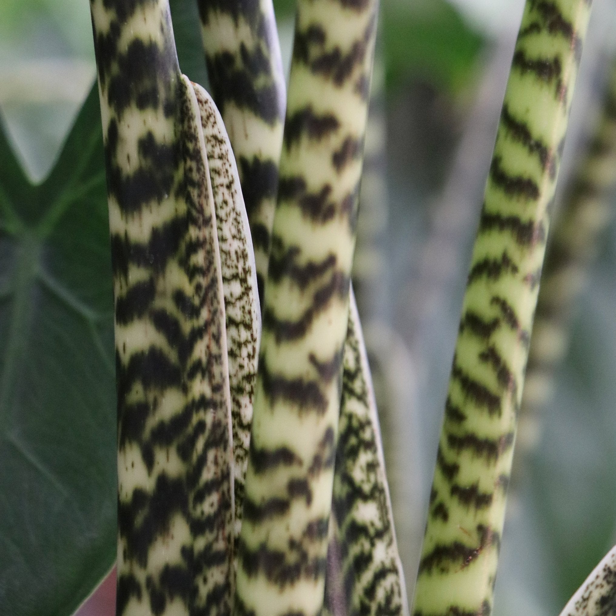 Close-up of Wellspring Gardens' Tiger / Zebra Elephant Ear (Alocasia zebrina) stems, featuring bold light and dark green zebra-like stripes. The blurred green background highlights this unique indoor plant.