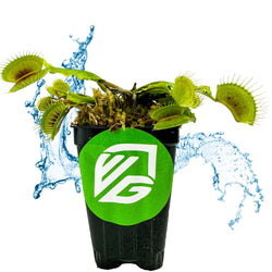 The Mammoth Venus Fly Trap (Dionaea muscipula) by Wellspring Gardens, in a black pot with a green VG logo, is splashed with water and set against a white background—perfect as an eye-catching indoor carnivorous plant.