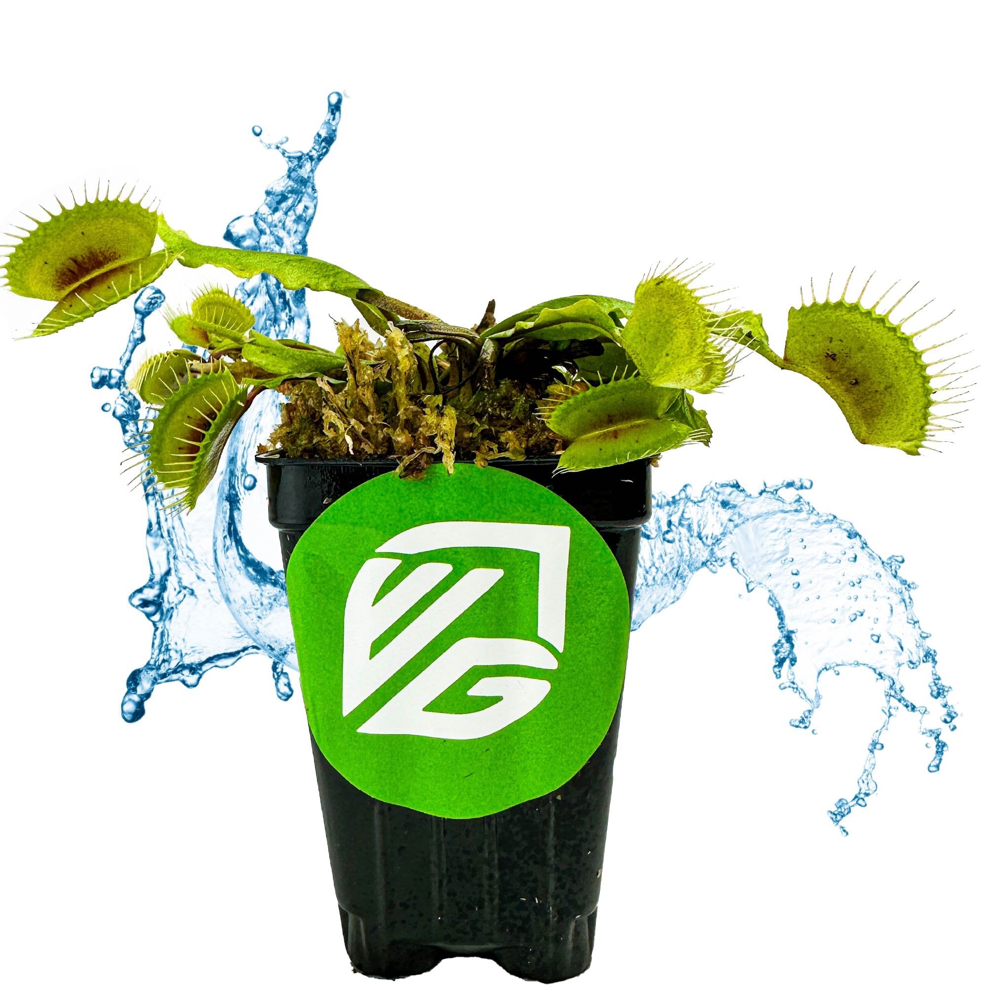 The Mammoth Venus Fly Trap (Dionaea muscipula) by Wellspring Gardens, in a black pot with a green VG logo, is splashed with water and set against a white background—perfect as an eye-catching indoor carnivorous plant.