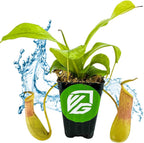 The Lemon Alata Live Carnivorous Pitcher Plant by Wellspring Gardens features lush green pitchers in a black pot with a green logo, set against splashing water on a white surface—a unique touch for any space.