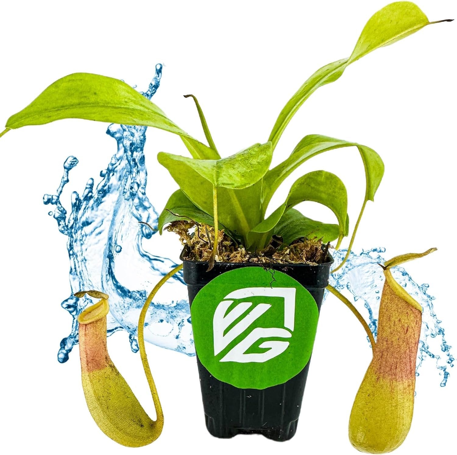 The Lemon Alata Live Carnivorous Pitcher Plant by Wellspring Gardens features lush green pitchers in a black pot with a green logo, set against splashing water on a white surface—a unique touch for any space.
