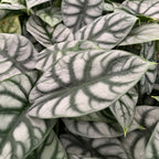 Silver Dragon Elephant Ear - Alocasia baginda