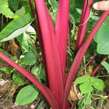 Vibrant red stems of the Sangria Elephant Ear - Colocasia by Wellspring Gardens rise among broad green leaves. A hand appears in the upper right, touching one stem.