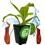 The Wellspring Gardens Alata Carnivorous Pitcher Plant - Nepenthes features two red pitcher traps and splashes of blue water. Presented in a black pot with a green and white logo, this indoor plant stands out against the white background.