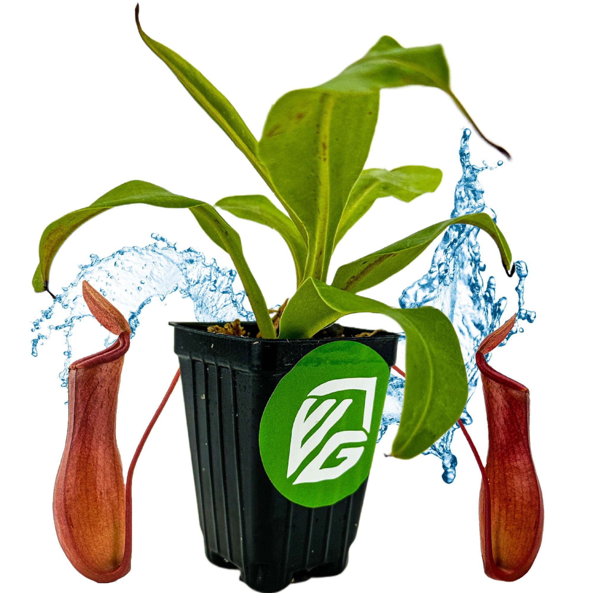 The Wellspring Gardens Alata Carnivorous Pitcher Plant - Nepenthes features two red pitcher traps and splashes of blue water. Presented in a black pot with a green and white logo, this indoor plant stands out against the white background.