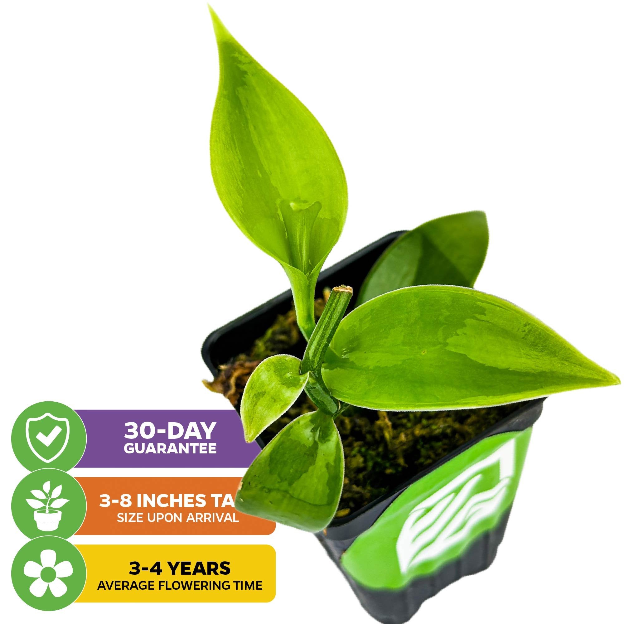The Wellspring Gardens Vanilla Bean Orchid (Vanilla planifolia) is a small green potted plant with three pointed leaves. It arrives 3-8" tall, with a 30-day guarantee and flowers in 3-4 years as a tropical houseplant.