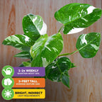 The Philodendron 'White Princess' Variegated Live Plant by Wellspring Gardens boasts large green and white leaves. Water 1–2 times weekly, provide bright indirect light, and enjoy growth up to 3 feet tall.