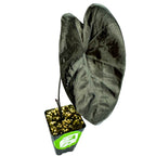 A striking Painted Black Elephant Ear ppaf Gecko tm (Colocasia) from Wellspring Gardens features a single heart-shaped, dark-veined leaf in soil, housed in a small black square pot with a green and white label, isolated on white.