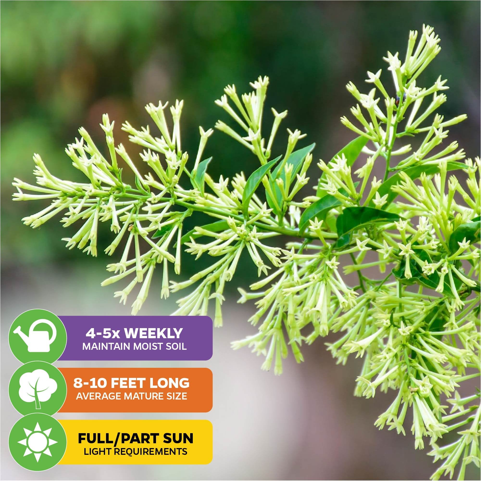 Close-up of Wellspring Gardens’ Night Blooming Jasmine (Cestrum nocturnum) with icons showing care tips: water 4–5× per week, grows 8–10 ft. long, and thrives in full or partial sun.