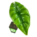 A single glossy green Alocasia Reversa Elephant Ear leaf with dark veins, by Wellspring Gardens, growing as a houseplant in a small black pot filled with soil, viewed from above on a white background.