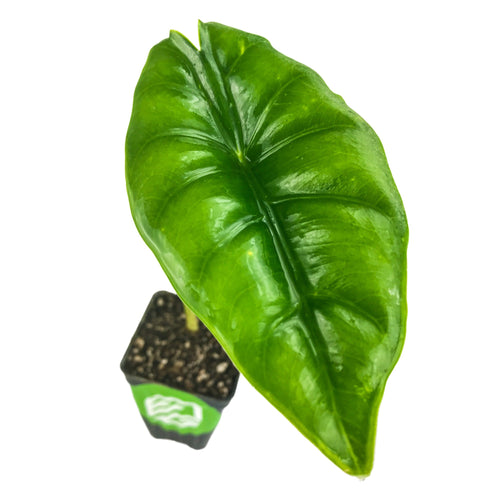 A single glossy green Alocasia Reversa Elephant Ear leaf with dark veins, by Wellspring Gardens, growing as a houseplant in a small black pot filled with soil, viewed from above on a white background.