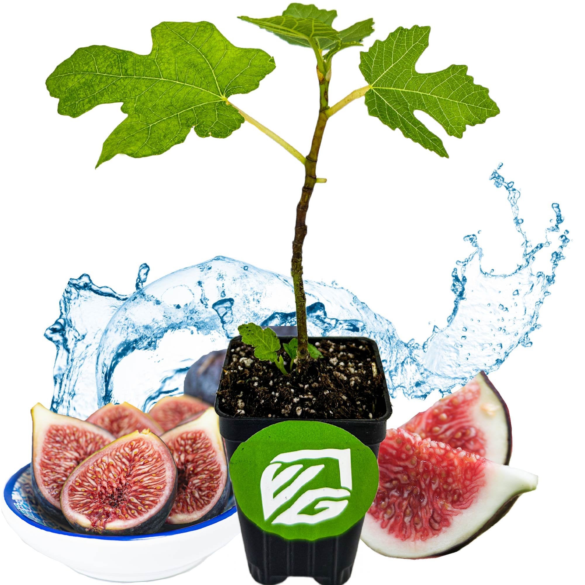 A Wellspring Gardens Black Mission Fig (Ficus carica) in a black pot stands before a water splash, with a bowl of sliced sweet figs nearby—showcasing freshness and growth.