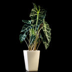 A Wellspring Gardens Polly Elephant Ear (Dwarf Amazonica) - Alocasia, with large dark green leaves and bold white veins, sits in a white rectangular pot against a black background.