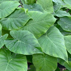 The Odora Elephant Ear by Wellspring Gardens features large, vibrant green leaves with prominent veins. Some leaves display water droplets, showcasing the lush Alocasia odora foliage—a striking, cold-hardy houseplant.