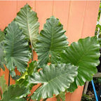 Large, glossy green, heart-shaped leaves with wavy edges grow from the Tyrion Elephant Ear - Alocasia by Wellspring Gardens, creating a healthy and lush look—perfect for a shade garden or to enhance your outdoor space.