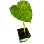 A single green, heart-shaped leaf with yellow variegation grows from a slender stem in a small black pot of soil, showcasing Wellspring Gardens' Morning Dew Elephant Ear (Colocasia esculenta) against a white background.