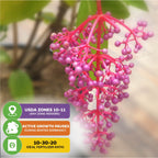 Close-up of Malaysian Orchid (Malaysian Grapes)—Medinilla myriantha from Wellspring Gardens, showing bright pink-purple berries. Grows in USDA Zones 10-11, with winter dormancy; use a 10-30-20 fertilizer for best results.