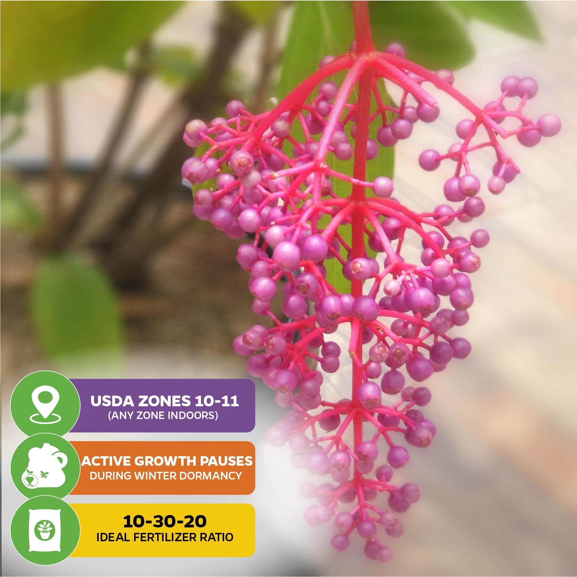 Close-up of Malaysian Orchid (Malaysian Grapes)—Medinilla myriantha from Wellspring Gardens, showing bright pink-purple berries. Grows in USDA Zones 10-11, with winter dormancy; use a 10-30-20 fertilizer for best results.