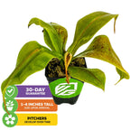The Wellspring Gardens St. Gaya Pitcher Plant Carnivorous (Nepenthes) arrives 1-4 inches tall in a small black pot. Green leaves; pitcher traps develop with time. Includes 30-day guarantee for easy growing.