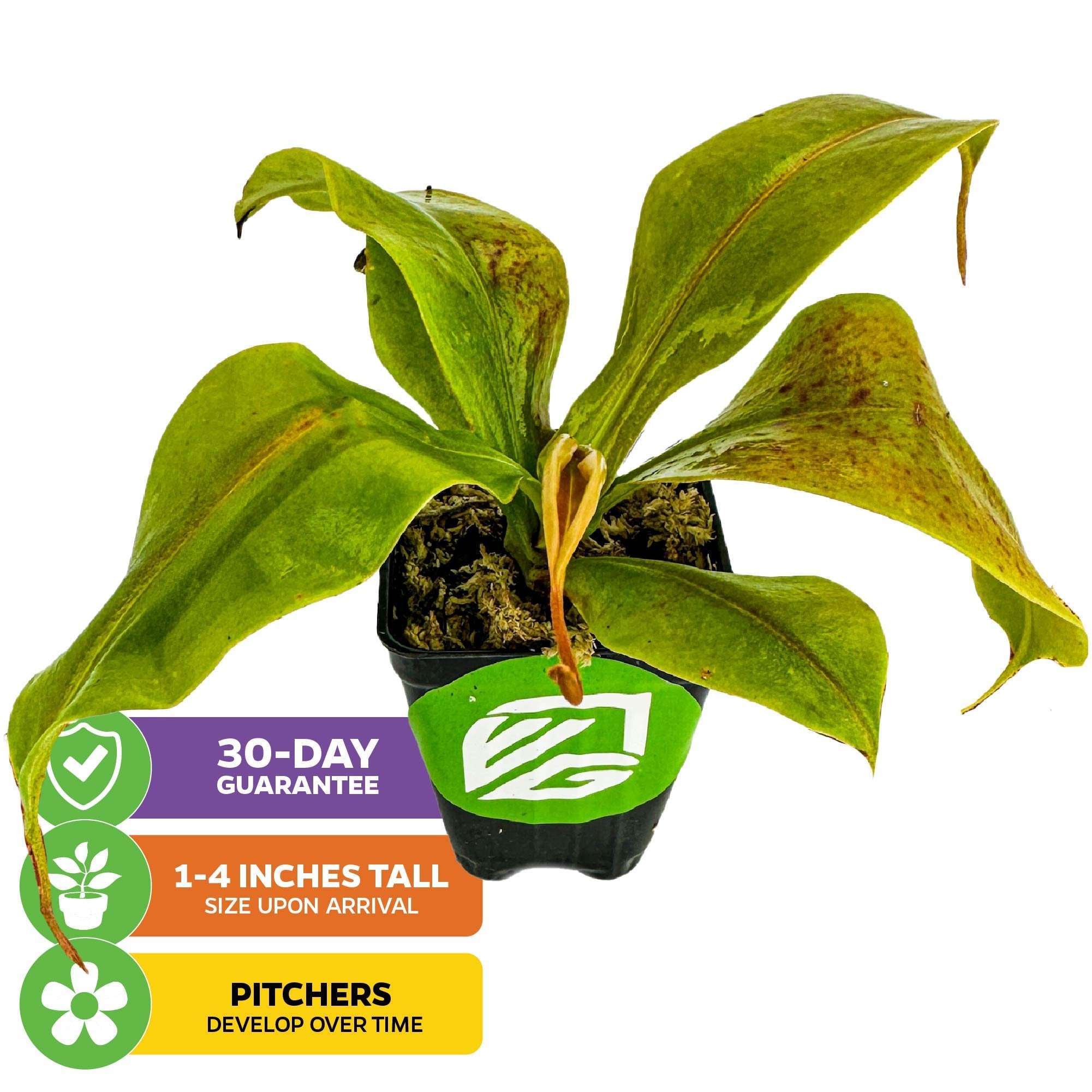 The Wellspring Gardens St. Gaya Pitcher Plant Carnivorous (Nepenthes) arrives 1-4 inches tall in a small black pot. Green leaves; pitcher traps develop with time. Includes 30-day guarantee for easy growing.