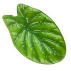 A single, glossy green leaf with prominent veins—a hallmark of the Quilted Dreams Elephant Ear (Alocasia sinuata) from Wellspring Gardens—features a broad, slightly heart-shaped form reminiscent of elephant ears, shown against a white background.