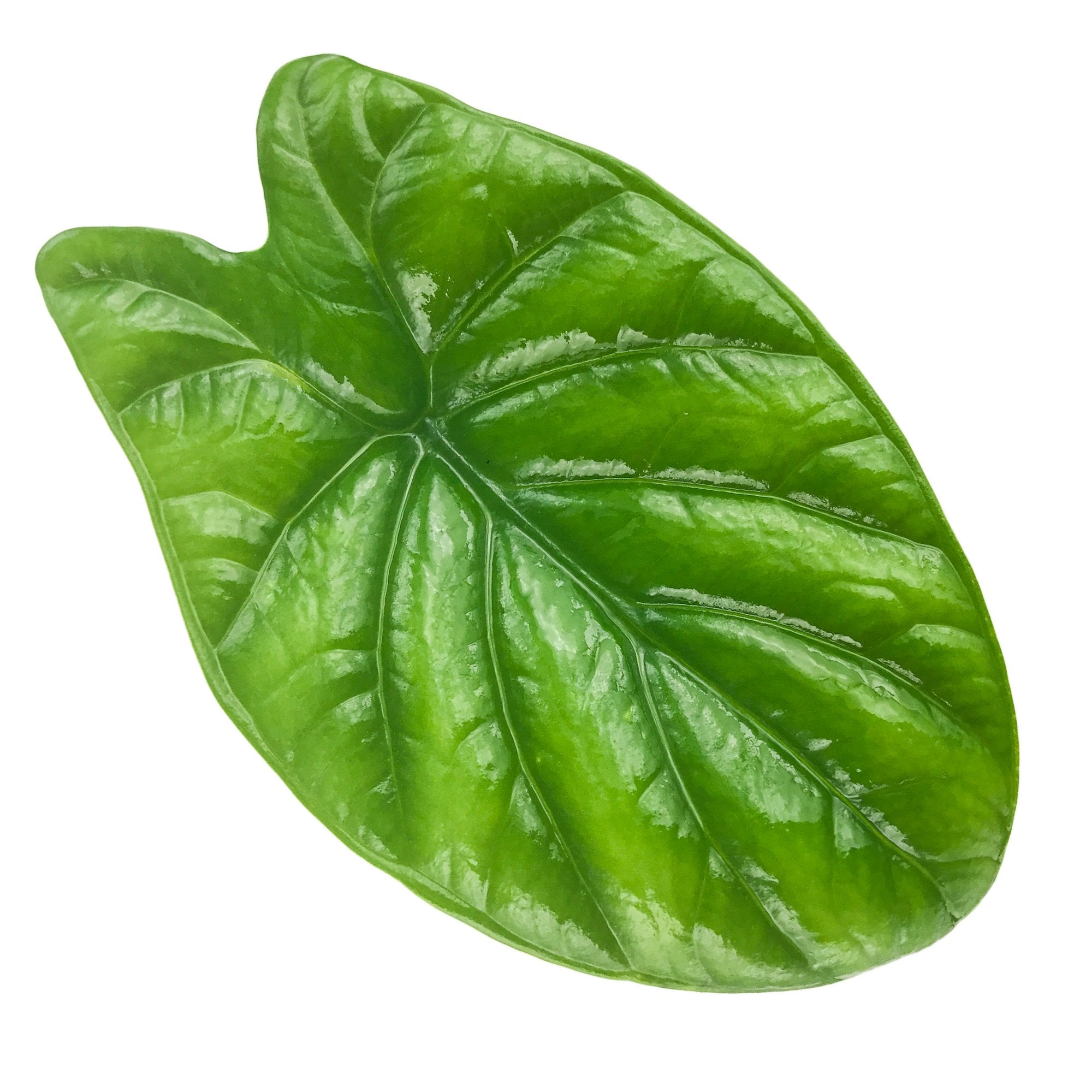 A single, glossy green leaf with prominent veins—a hallmark of the Quilted Dreams Elephant Ear (Alocasia sinuata) from Wellspring Gardens—features a broad, slightly heart-shaped form reminiscent of elephant ears, shown against a white background.
