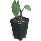 A small potted Black Malanga Elephant Ear (Xanthosoma violaceum) from Wellspring Gardens with three green leaves in a black nursery pot filled with soil, against a white background; prized for its edible tubers.