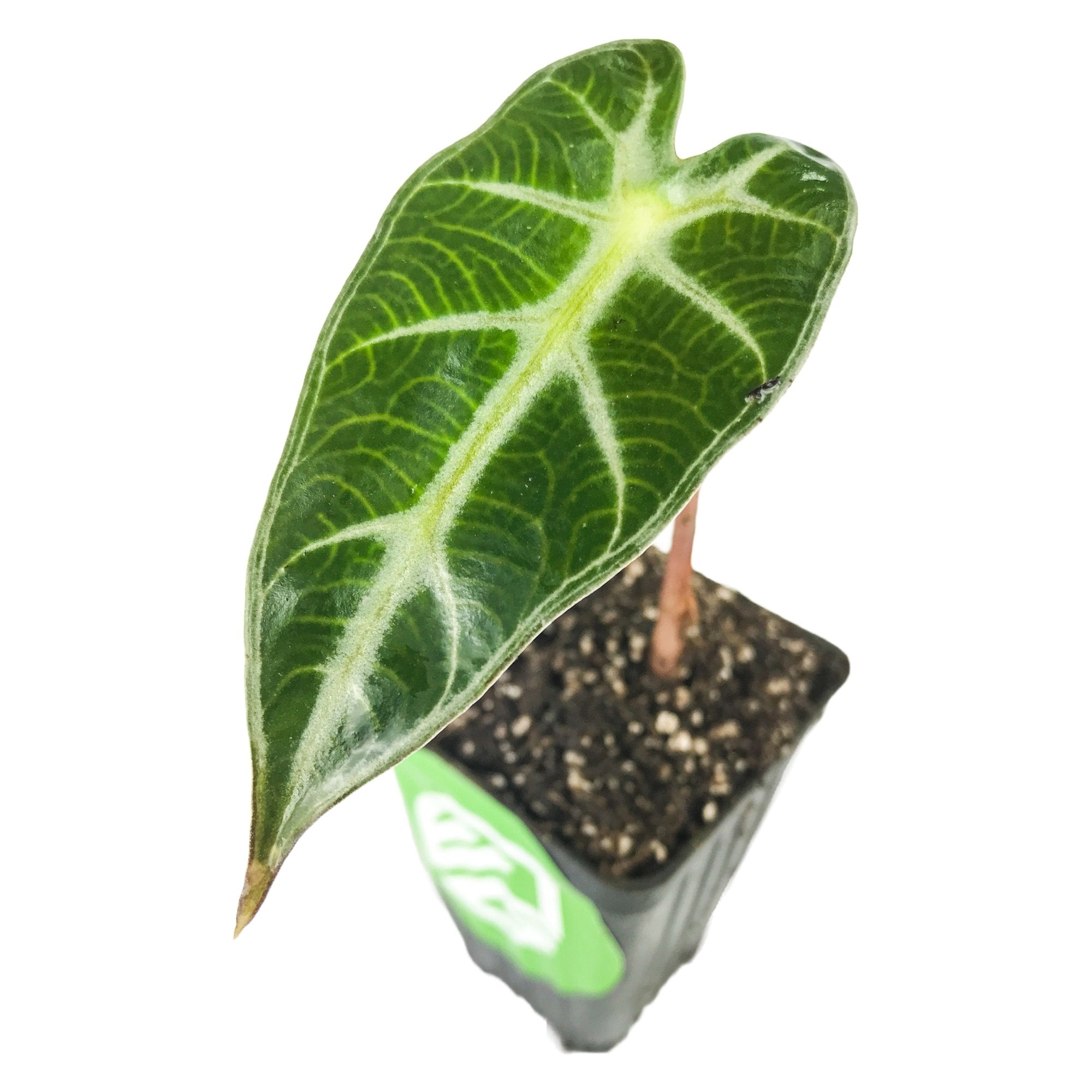 A Wellspring Gardens Bambino Elephant Ear - Alocasia houseplant with one large, arrow-shaped dark green leaf and striking white veins, seen from above on a white background.