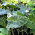 A dense cluster of large, broad, dark green Williams Hybrid Elephant Ear - Alocasia leaves with striking veins is sunlit, showcasing rich texture. Wellspring Gardens branding in the corner makes it perfect for any garden.