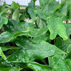 Close-up of glossy Alocasia tigrina leaves from Wellspring Gardens' Tigrina Elephant Ear, with water droplets and pointed tips. The thriving, striped-stem foliage stands out against a softly blurred background.