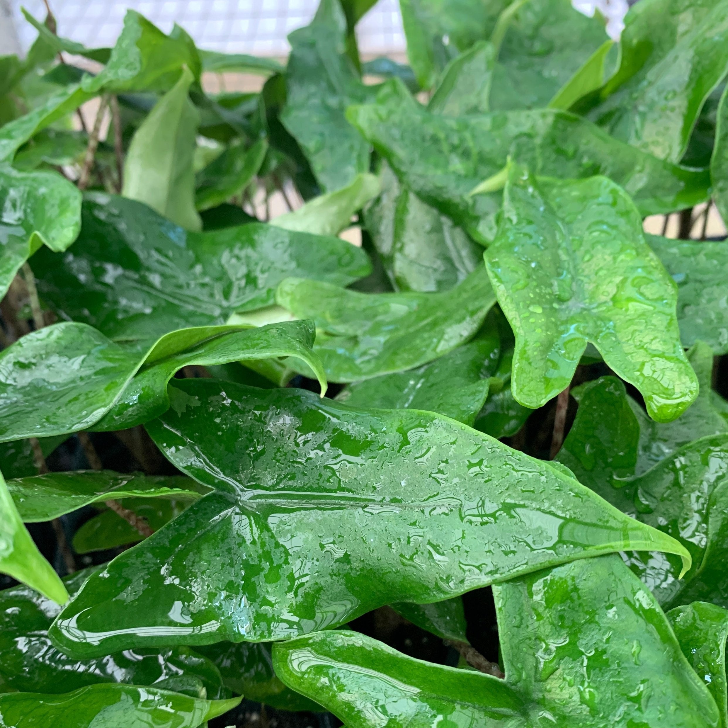 Close-up of glossy Alocasia tigrina leaves from Wellspring Gardens' Tigrina Elephant Ear, with water droplets and pointed tips. The thriving, striped-stem foliage stands out against a softly blurred background.