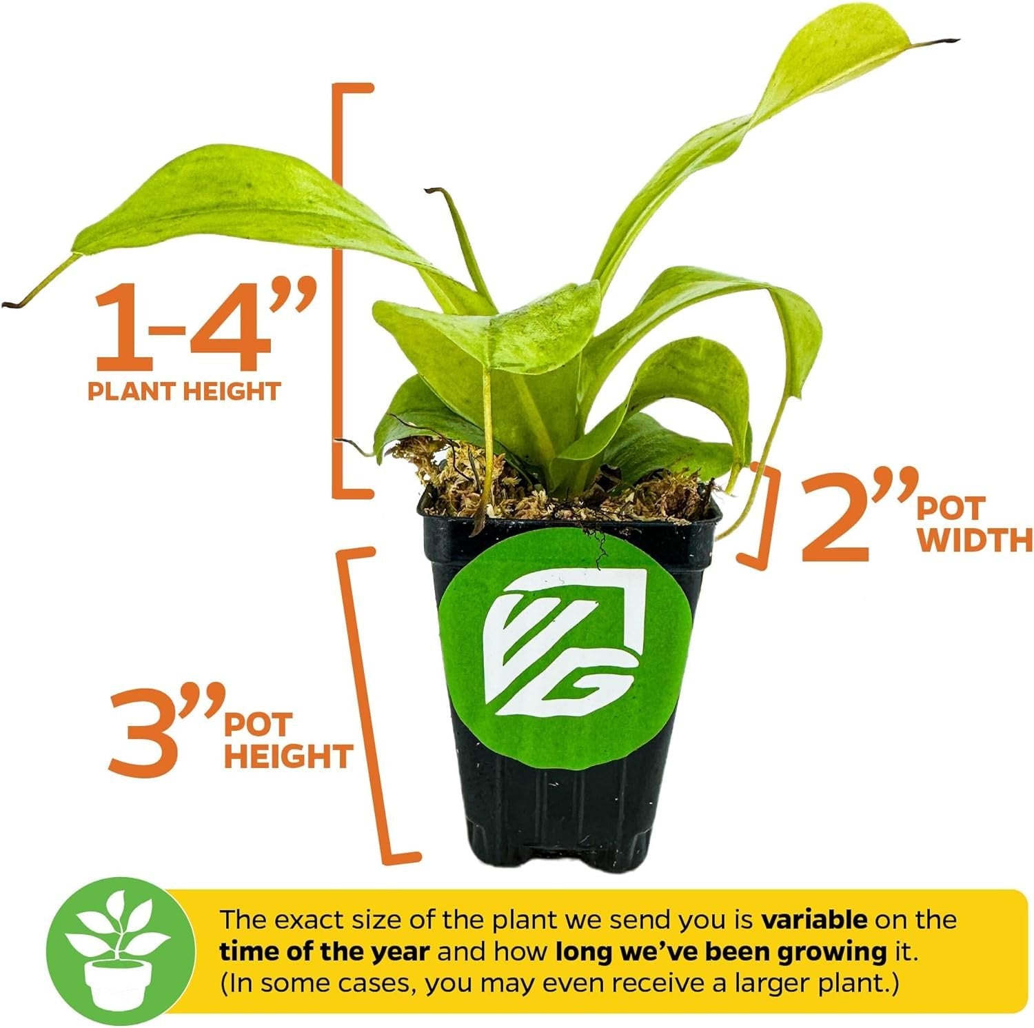 The Wellspring Gardens Lemon Alata Live Carnivorous Pitcher Plant (Nepenthes alata) is pictured in a 2-inch wide, 3-inch tall pot with a plant height of 1–4 inches. Actual plant size varies by season and growth time.