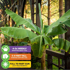 The Dwarf Kokopo 'Patupi' Live Banana Plant by Wellspring Gardens features large green leaves, grows 5–9 ft tall, prefers full to part sun, needs watering 4–5x weekly, and is a fast-fruiting banana ideal for outdoor gardens.