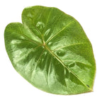 A single Yucatan Queen Elephant Ear (Alocasia sarawakensis) leaf by Wellspring Gardens, shiny green with prominent veins and rippled, heart-shaped form, isolated on a white background.