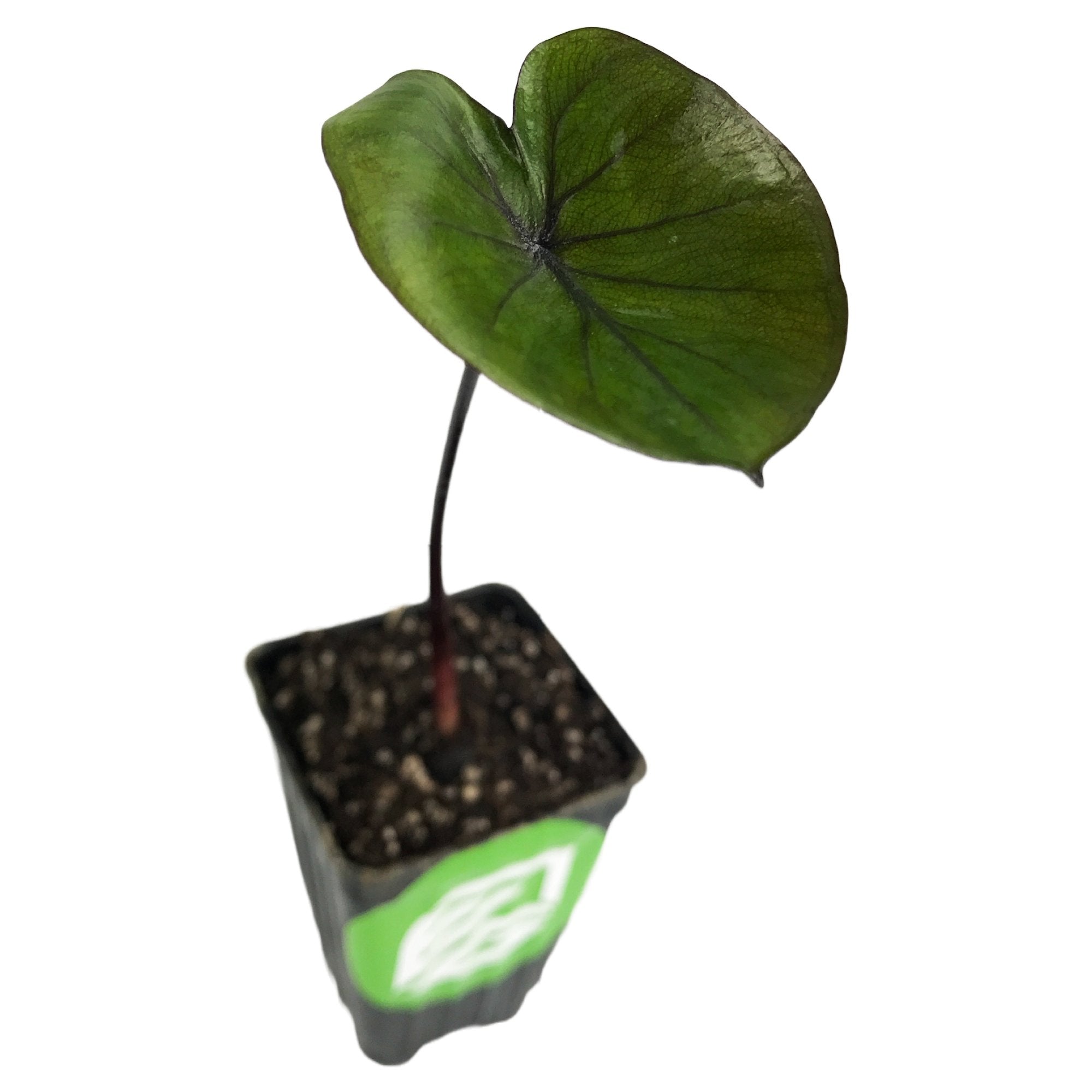A Wellspring Gardens Bikini Tini Elephant Ear (Colocasia esculenta) in a small black nursery pot, with well-drained soil and one tall green leaf with dark veins, thriving in bright indirect light, isolated on a white background.