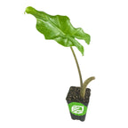 A Wellspring Gardens Portora Elephant Ear (Alocasia) sits upright in a black pot with a green and white logo. It features two long stems—one with a large, glossy, wavy green leaf and the other bare—set against a white background.