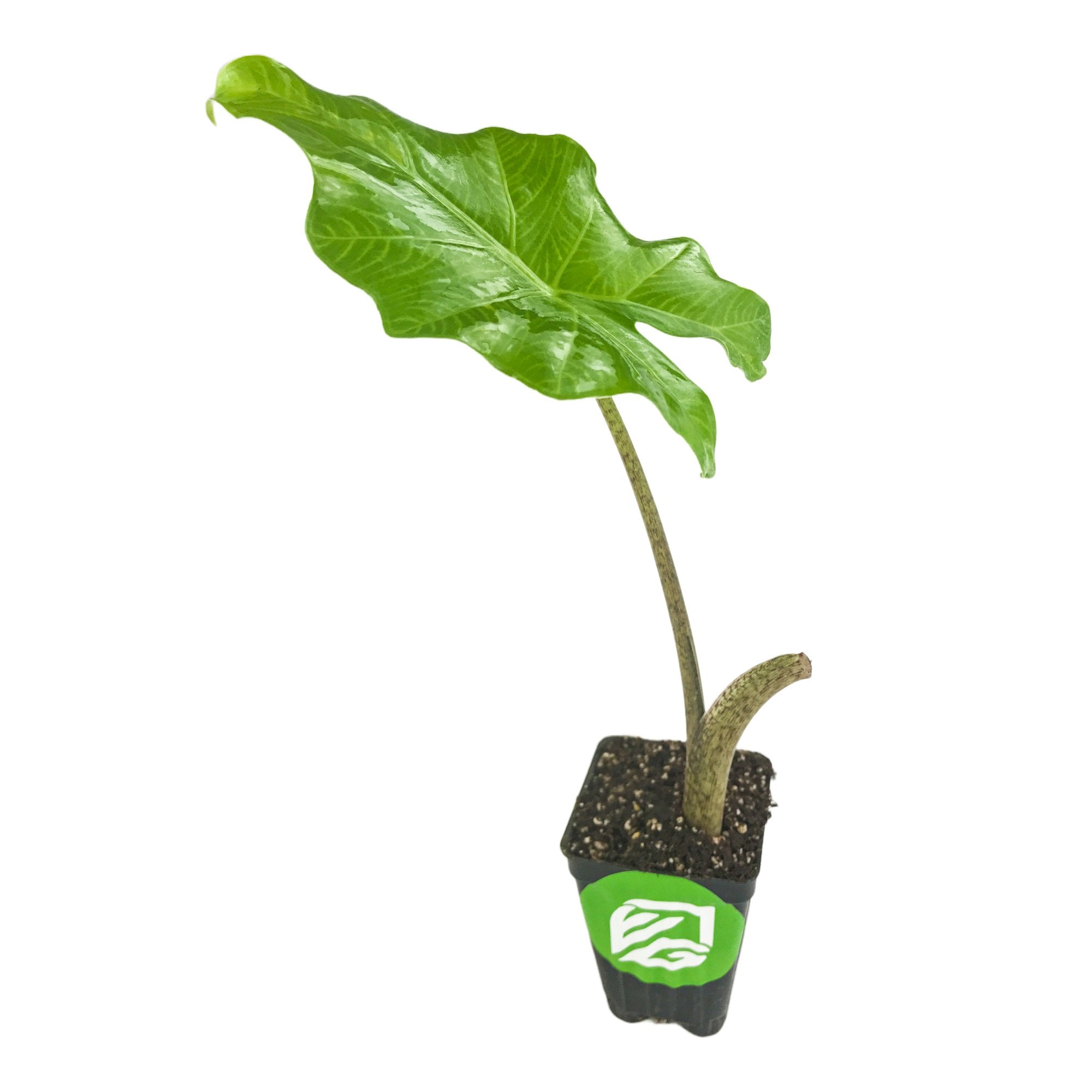 A Wellspring Gardens Portora Elephant Ear (Alocasia) sits upright in a black pot with a green and white logo. It features two long stems—one with a large, glossy, wavy green leaf and the other bare—set against a white background.