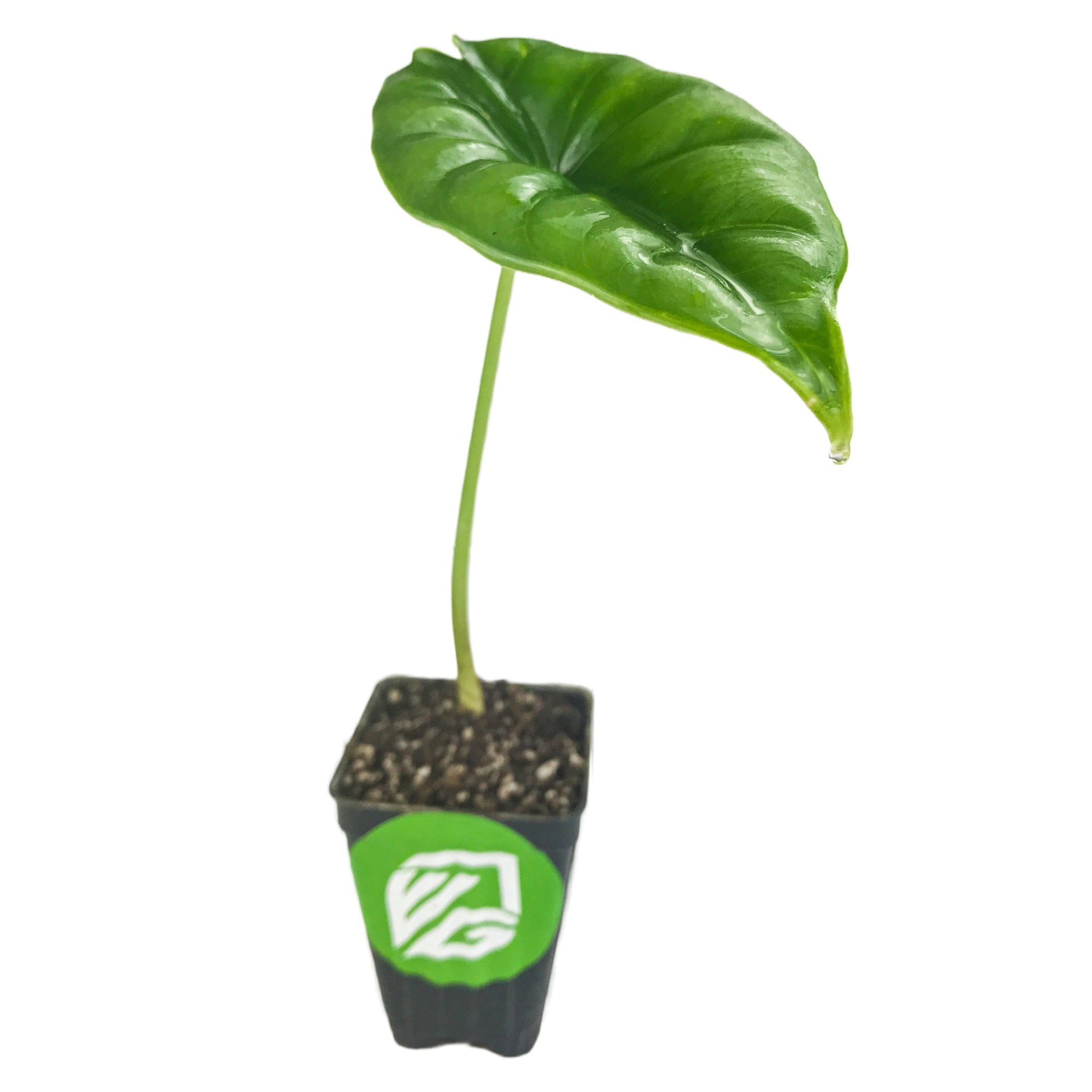 A young Alocasia Reversa Elephant Ear by Wellspring Gardens with a single glossy green leaf and dark veins grows in a small black pot filled with soil, isolated on a white background.