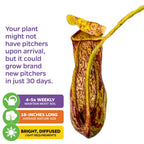 The Wellspring Gardens St. Gaya Pitcher Plant Carnivorous (Nepenthes) features striking red and yellow pitchers, thrives in bright, filtered light, needs watering 4–5x weekly, grows up to 18", and may form new pitchers within 30 days of arrival.