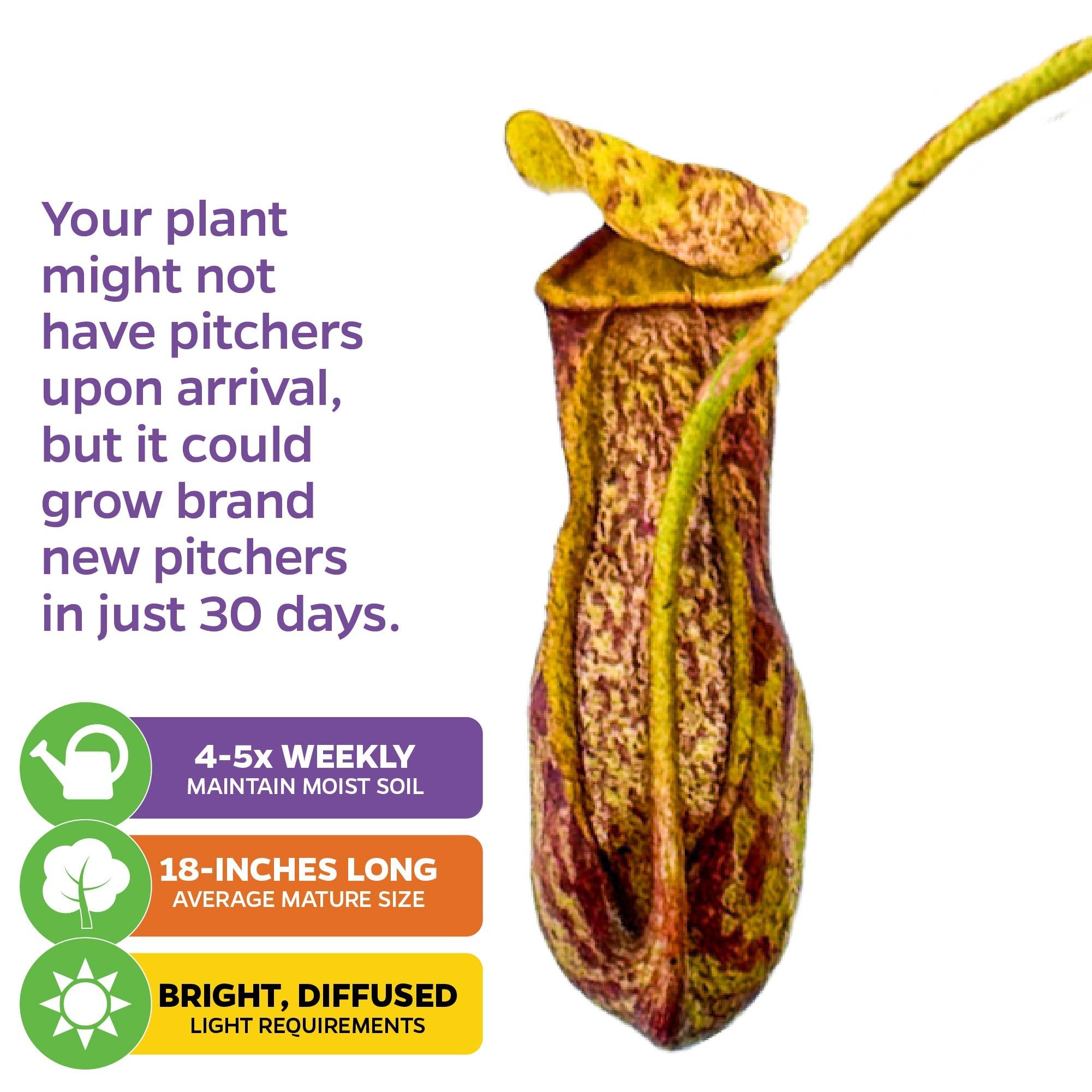 The Wellspring Gardens St. Gaya Pitcher Plant Carnivorous (Nepenthes) features striking red and yellow pitchers, thrives in bright, filtered light, needs watering 4–5x weekly, grows up to 18", and may form new pitchers within 30 days of arrival.
