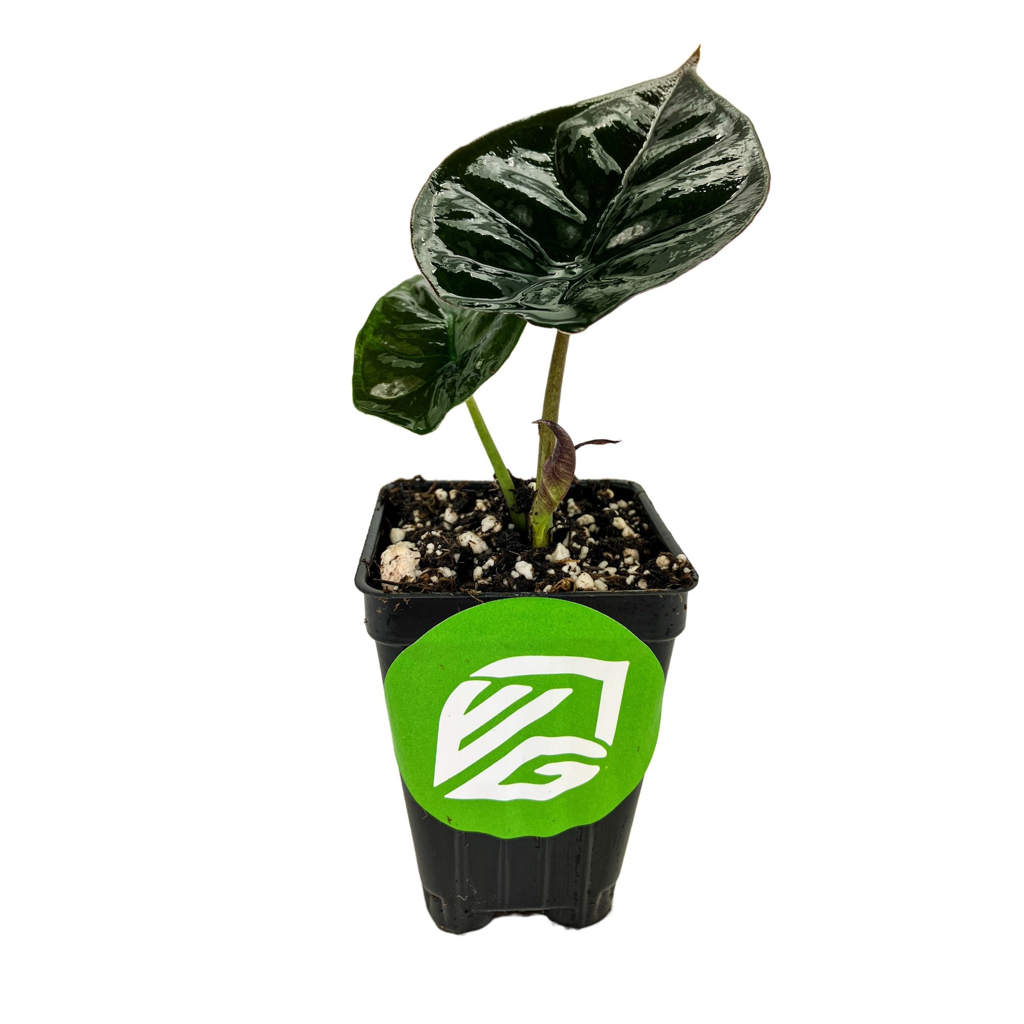 The Kapit 'Black Panther' Elephant Ear (Alocasia infernalis) by Wellspring Gardens is a small houseplant with two dark green, glossy leaves in a black plastic pot with a bright green sticker. It thrives in shaded environments.