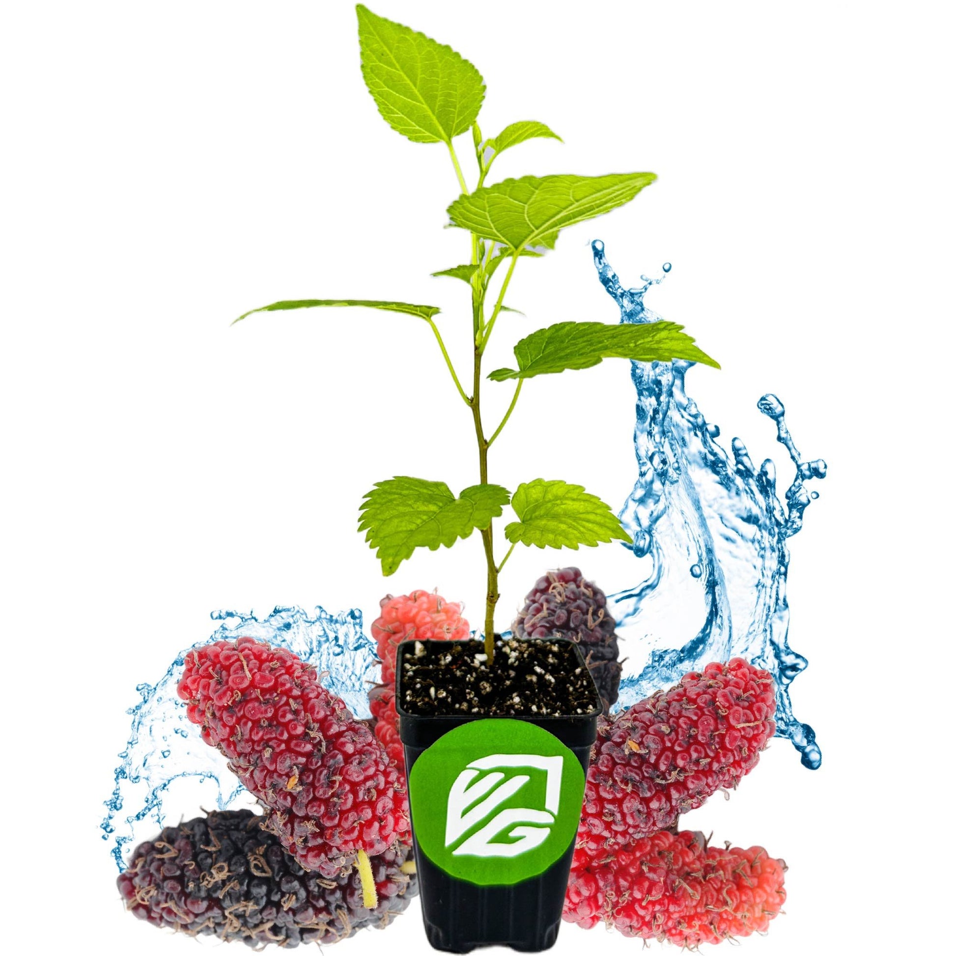 Dwarf Everbearing Black Mulberry Tree - Morus nigra