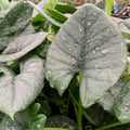Close-up of large, green, heart-shaped leaves of the Reginae Elephant Ear (Alocasia Reginae) by Wellspring Gardens, glistening with water droplets. Overlapping foliage creates a lush and vibrant display.