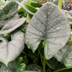 Close-up of large, green, heart-shaped leaves of the Reginae Elephant Ear (Alocasia Reginae) by Wellspring Gardens, glistening with water droplets. Overlapping foliage creates a lush and vibrant display.