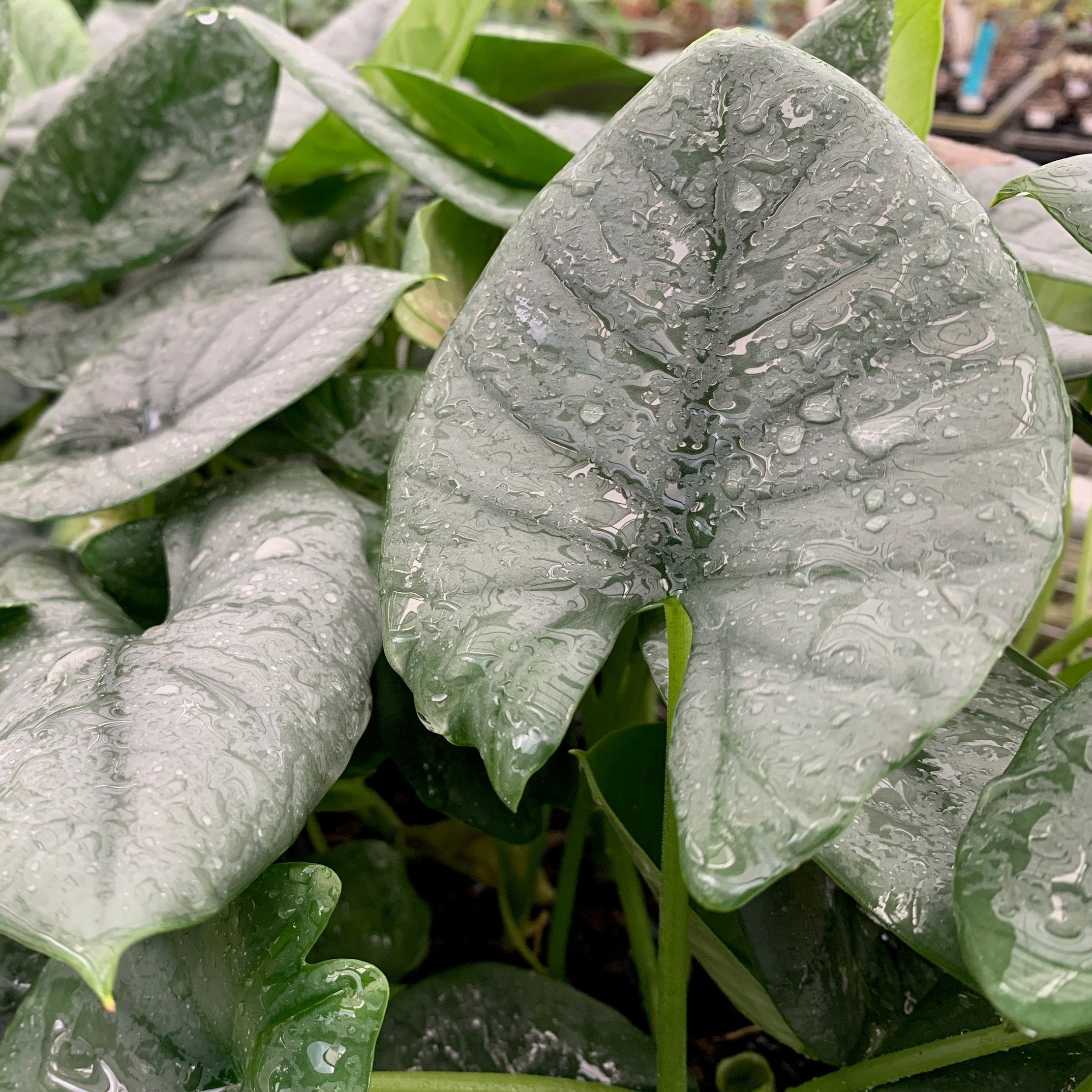 Close-up of large, green, heart-shaped leaves of the Reginae Elephant Ear (Alocasia Reginae) by Wellspring Gardens, glistening with water droplets. Overlapping foliage creates a lush and vibrant display.