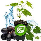 A Wellspring Gardens Southern Home Muscadine Grape (Vitis rotundifolia) plant in a black pot with green logo, splashing water, grape leaves, and dark grape clusters—a perfect muscadine for your home garden.