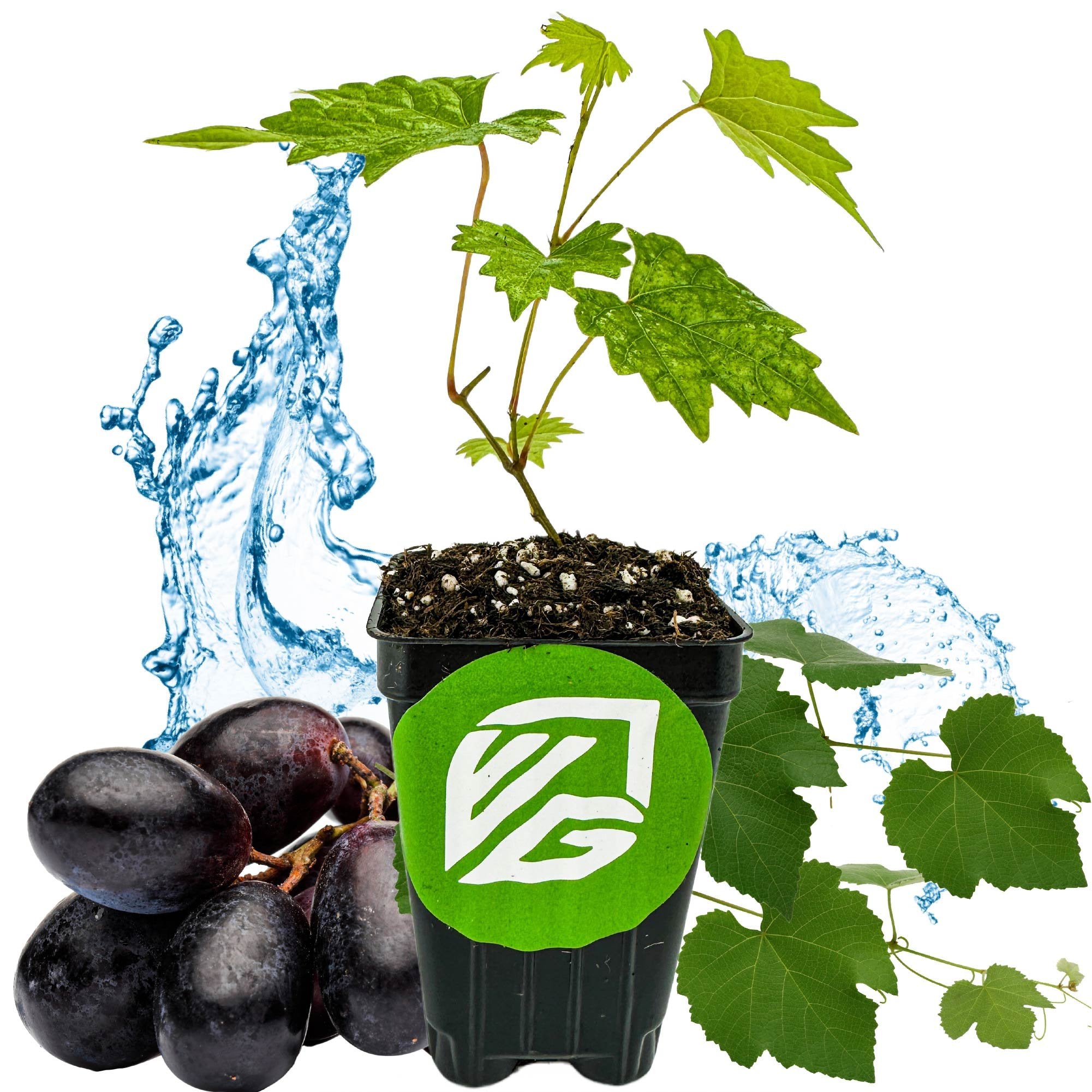A Wellspring Gardens Southern Home Muscadine Grape (Vitis rotundifolia) plant in a black pot with green logo, splashing water, grape leaves, and dark grape clusters—a perfect muscadine for your home garden.