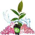 A potted Malaysian Orchid (Medinilla myriantha) by Wellspring Gardens, with broad leaves and pink cluster flowers, sits in a black pot featuring a green and white logo against a bright white background.
