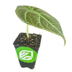 A single Maharani Elephant Ear - Alocasia leaf with striking veins emerges from a small black pot with soil and a Wellspring Gardens green and white logo, set against a plain white background.