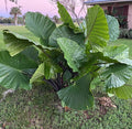 The Wellspring Gardens Dark Star Elephant Ear (Alocasia), a large, cold-hardy tropical plant with broad glossy green leaves, stands in a grassy yard near a house under a light pink sky, with palm trees in the background.
